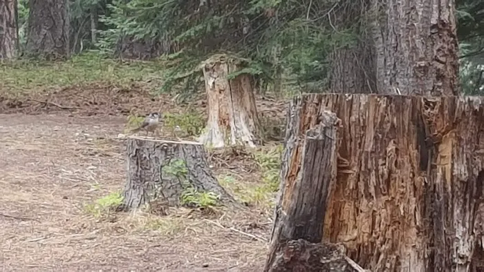 Cougar Flat Campground Picture 5