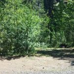 Pine Needle Group Site