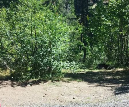 Pine Needle Group Site