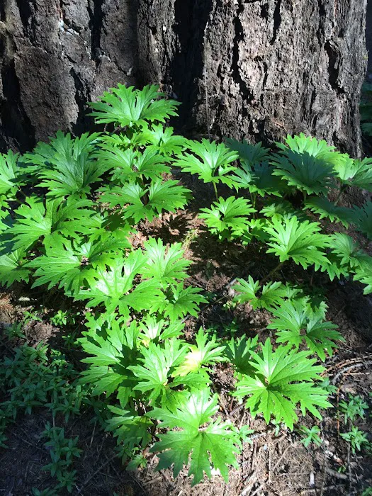 Pine Needle Group Site Picture 7