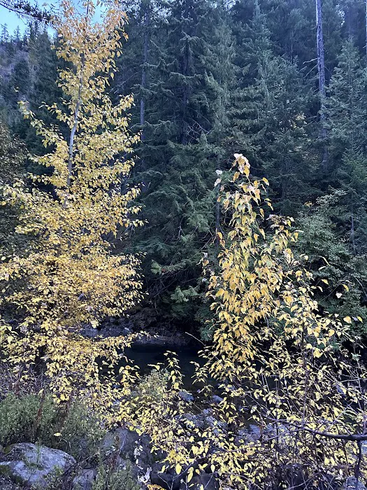 Pine Needle Group Site Picture 9
