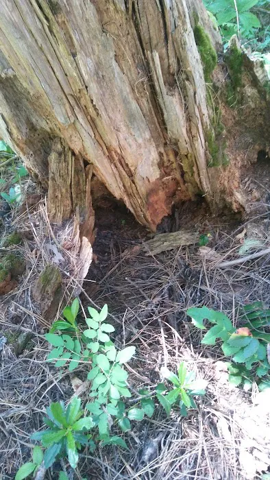 Cedar Springs Campground Picture 10