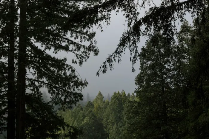 Redwood Village Picture 1