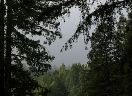 Redwood Village