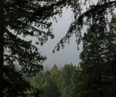 Redwood Village