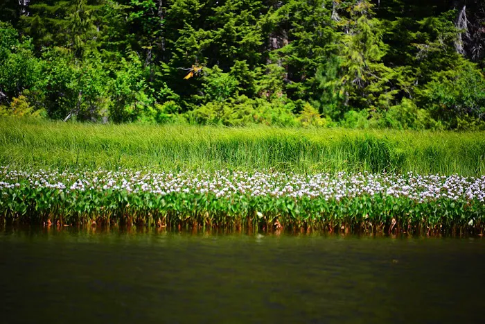 Mink Lake Picture 4