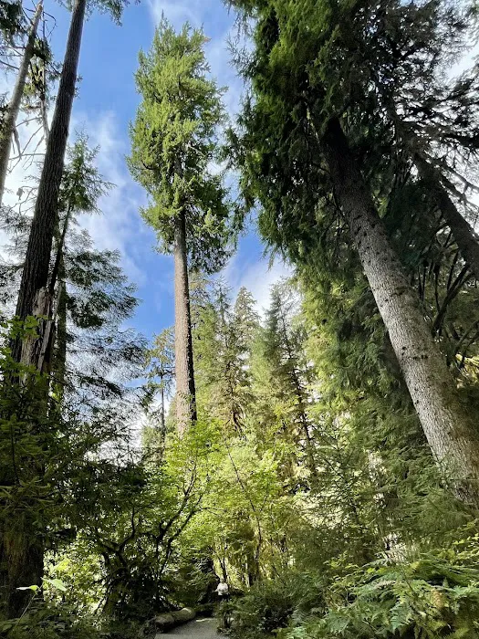 Hoh Rain Forest Campground Picture 5