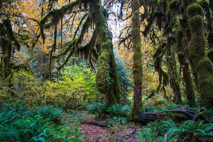 Hoh Rain Forest Campground Picture 4