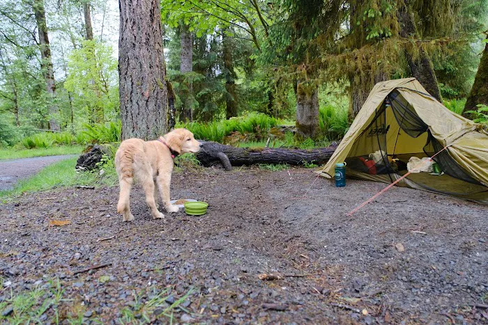 Hoh Rain Forest Campground Picture 6