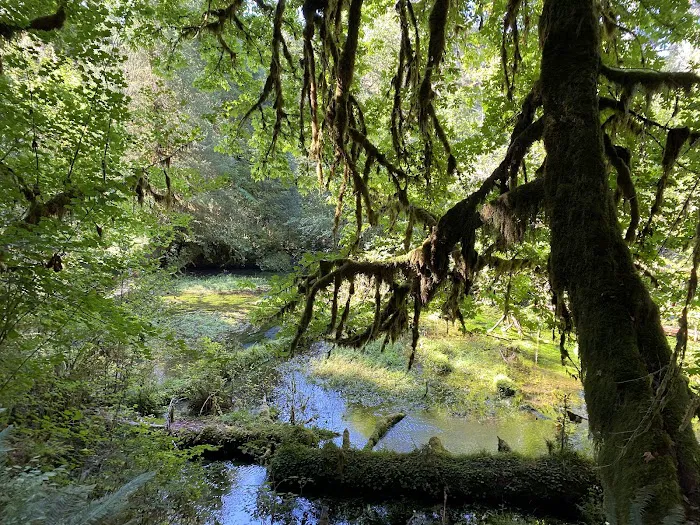 Hoh Rain Forest Campground Picture 7