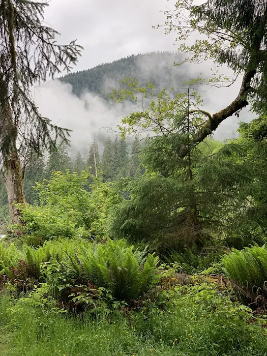 Hoh Rain Forest Campground Picture 8