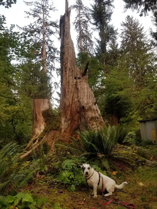 Hoh Rain Forest Campground Picture 9