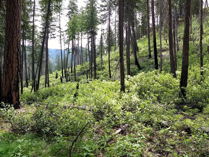 Snowberry Bowl Campground Picture 5