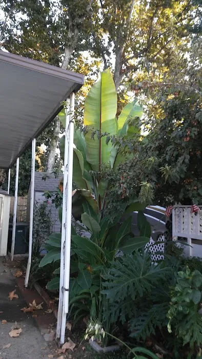 North Sacramento Mobile Home Park Picture 7