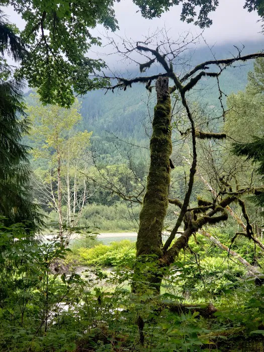 Skagit River Woods Picture 5