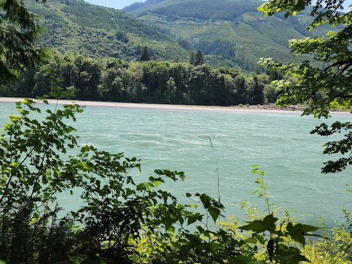 Skagit River Woods Picture 4