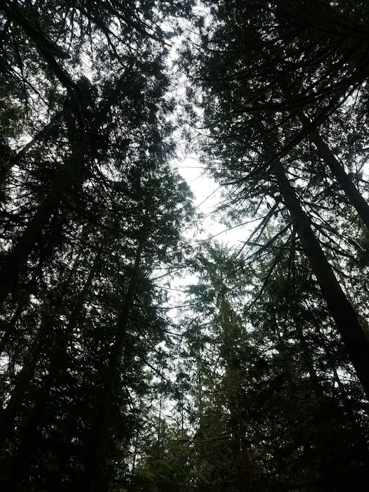 Skagit River Woods Picture 10