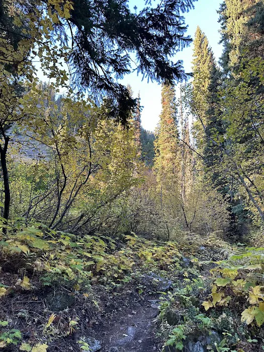 Fireweed Campground Picture 6