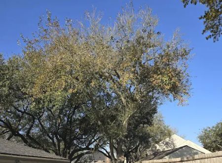 Village Green Mobile Home Park