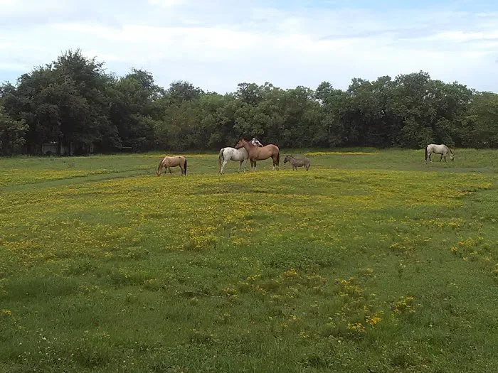 Meadows Picture 2