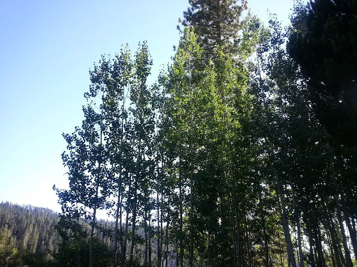 Philbrook Campground Picture 1