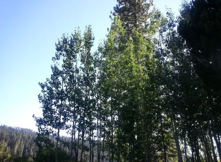 Philbrook Campground