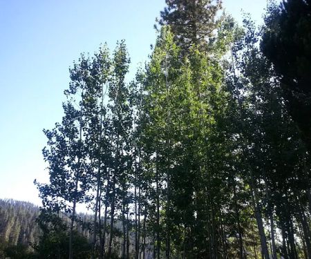Philbrook Campground