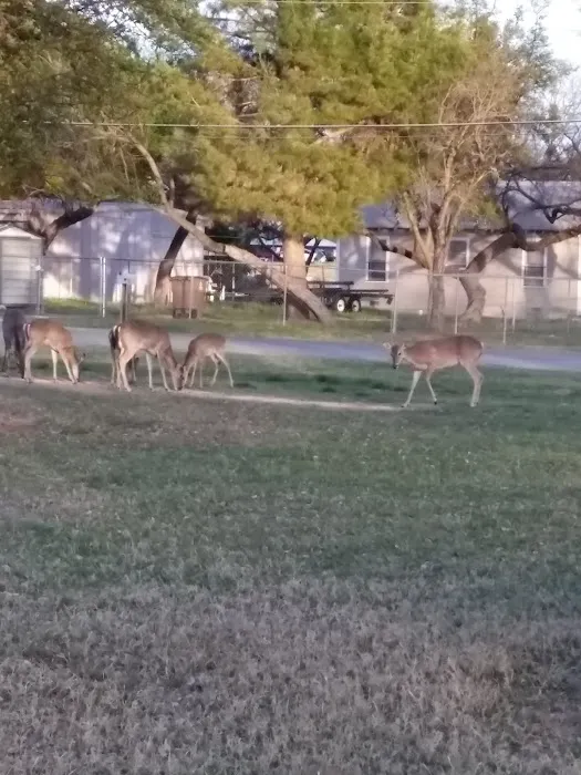 Brown's Trailer Park Picture 5
