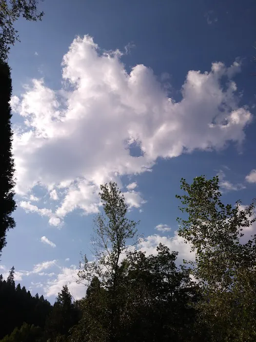 Gansner Bar Campground Picture 5