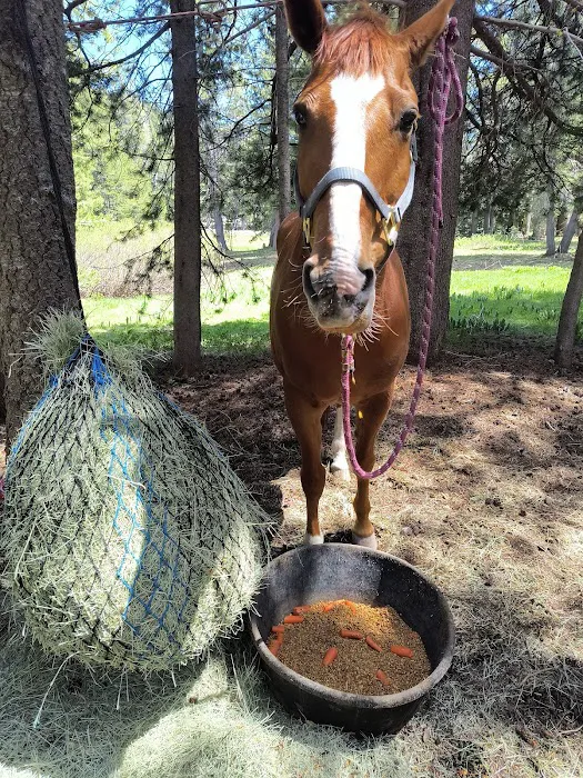 Little Laiser Meadow Horse Campground Picture 3
