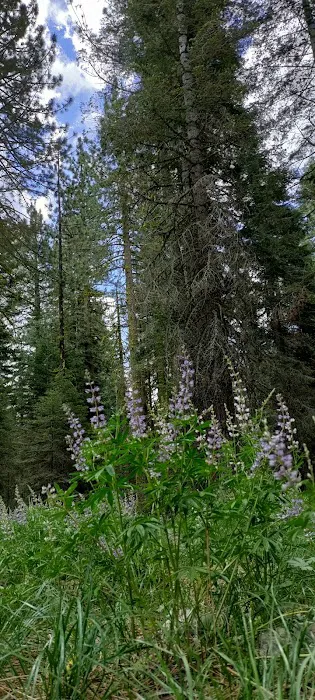 East Meadow Campground Picture 7