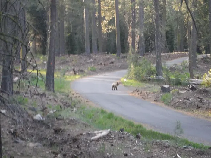 Pass Creek Campground Picture 10