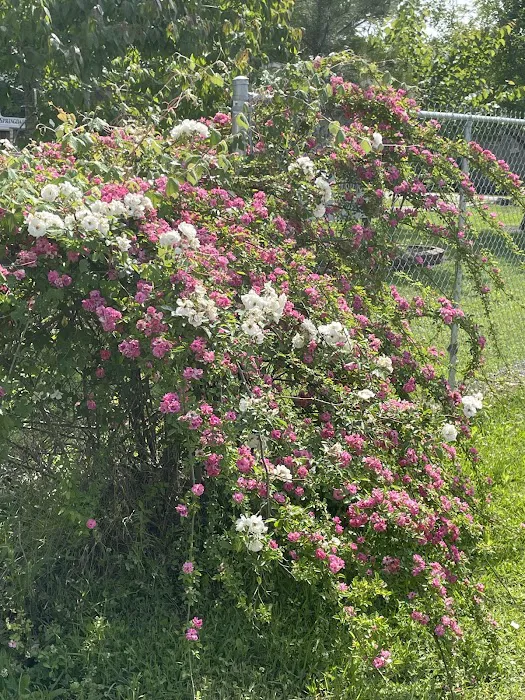 Pecan Grove RV Park Picture 2