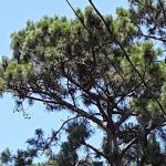 Pine Ridge RV Park