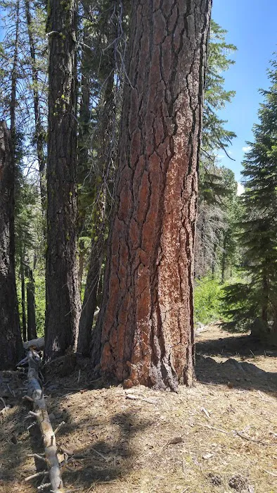 Black Bear Campground Picture 10