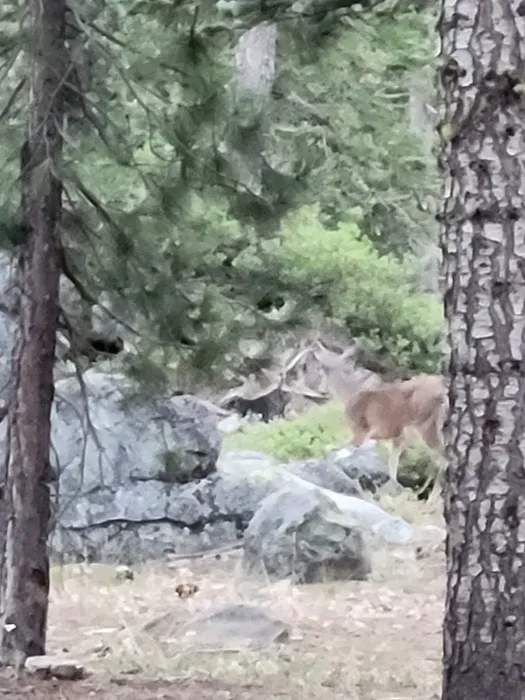 Gates Group Campground Picture 7