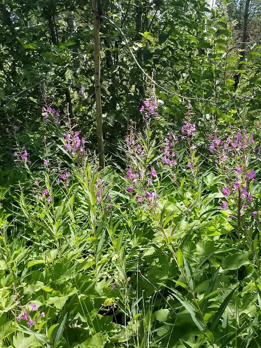 General Creek Campground Picture 6