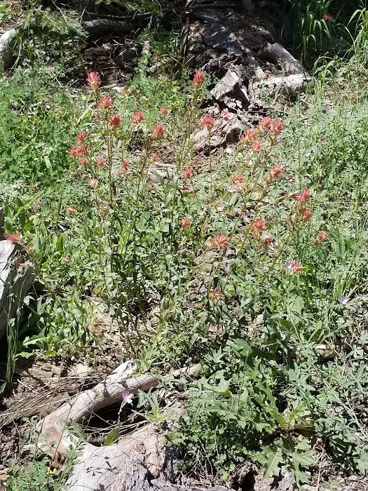 General Creek Campground Picture 9