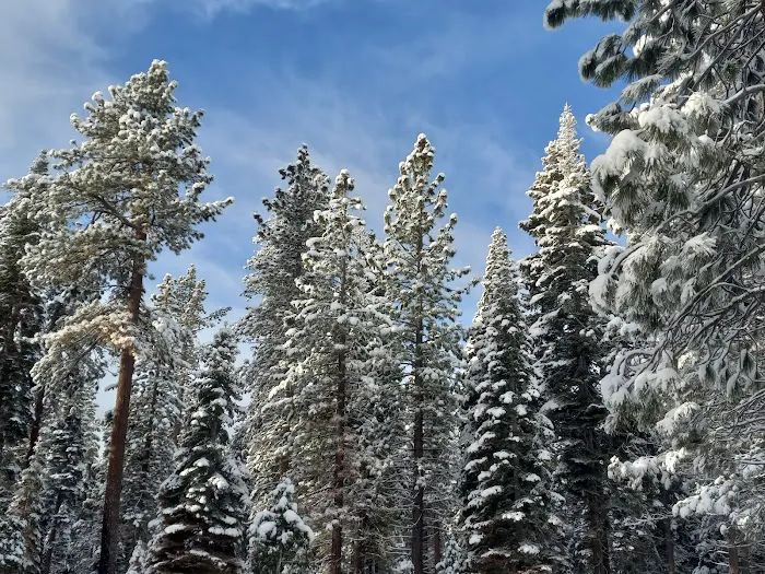 Sugar Pine Point Campground Picture 5