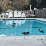 Ortega Oaks RV Park & Campground
