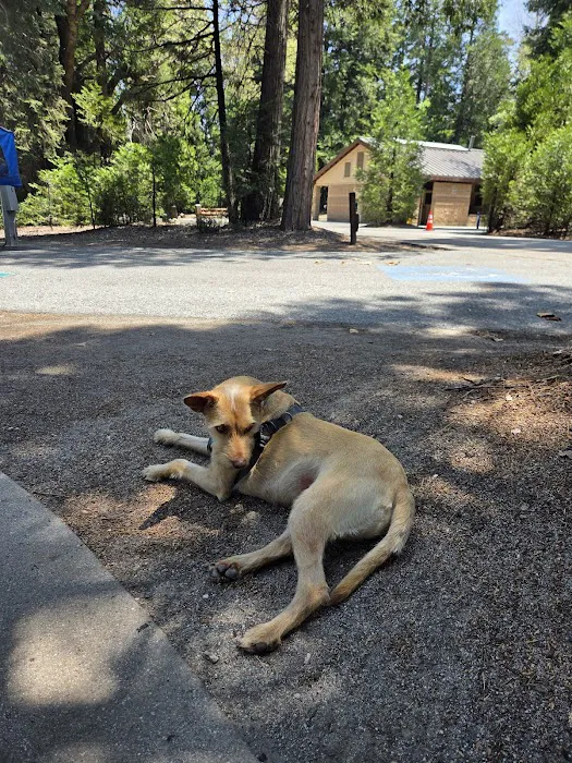 Dogwood Family Campground Picture 9