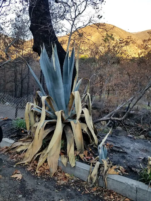 Ojai Valley Estates Picture 9