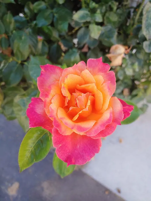 Rancho Ramona Mobile Home Park Picture 4
