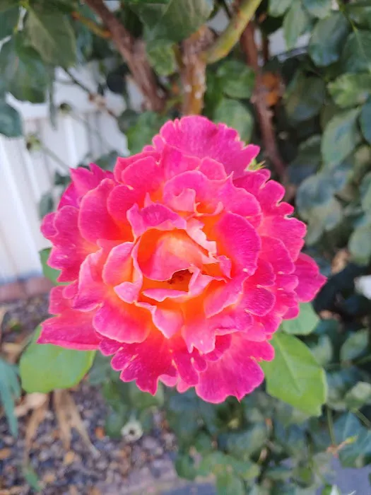 Rancho Ramona Mobile Home Park Picture 6