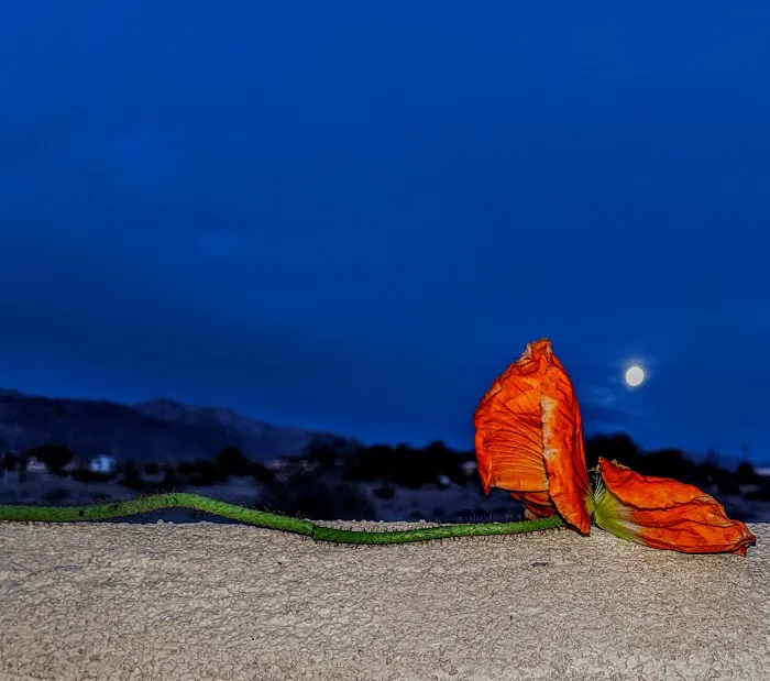 Leapin' Lizard RV Ranch Picture 10