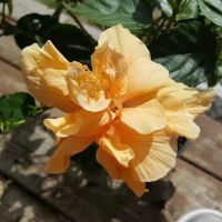 Golden Pond Campground LLC ico