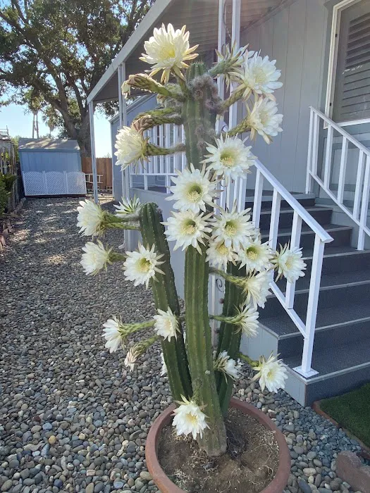 Oaks Mobile Home Community Picture 6