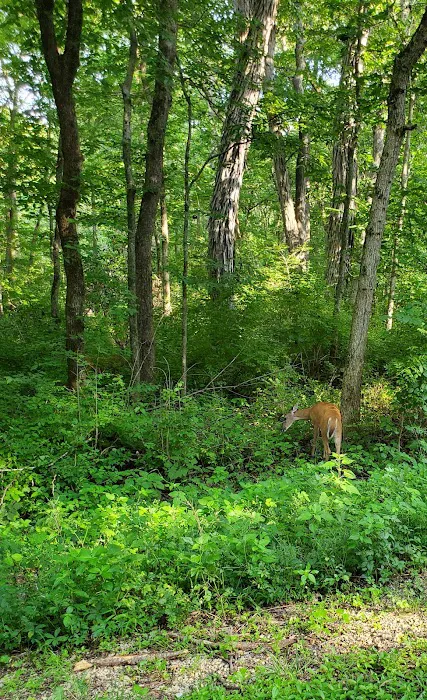 Watkins Mill Campgrounds Picture 9