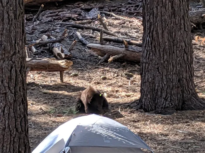Atwell Mill Campground Picture 4