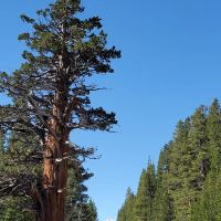 Lower Pine Grove Campground ico